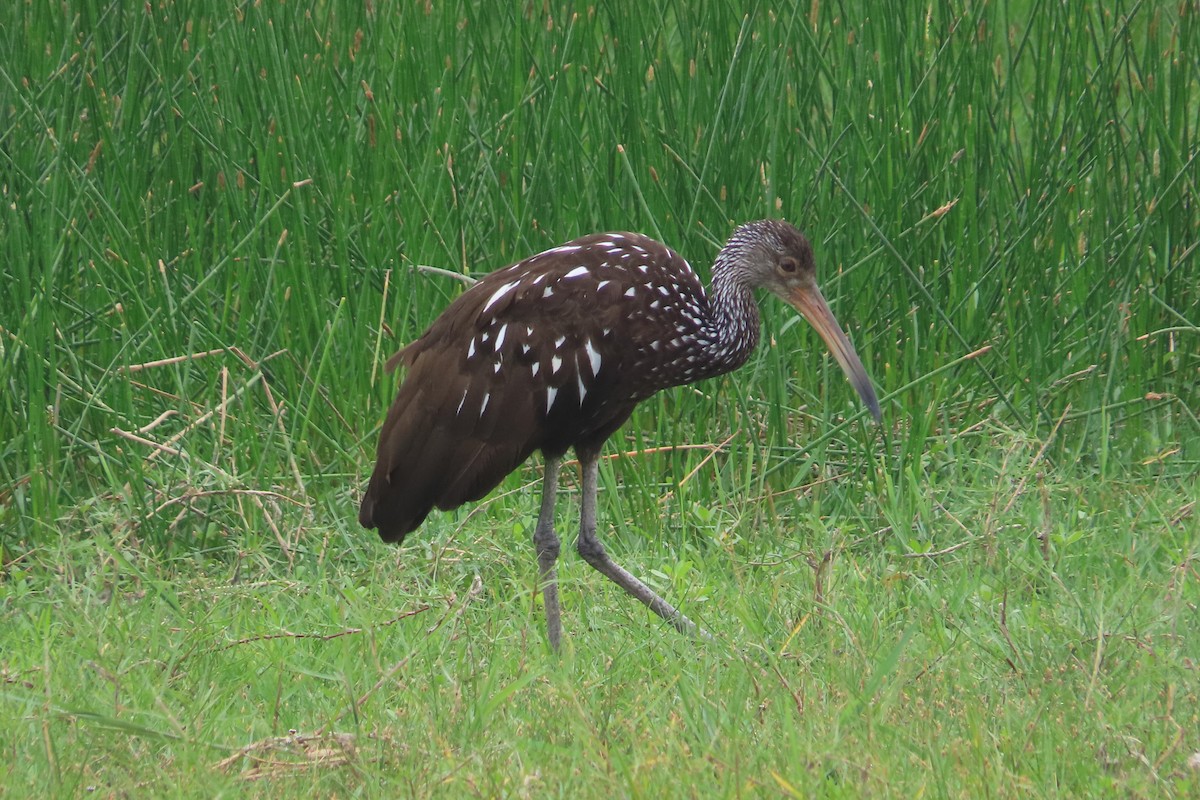 Limpkin - David Brinkman