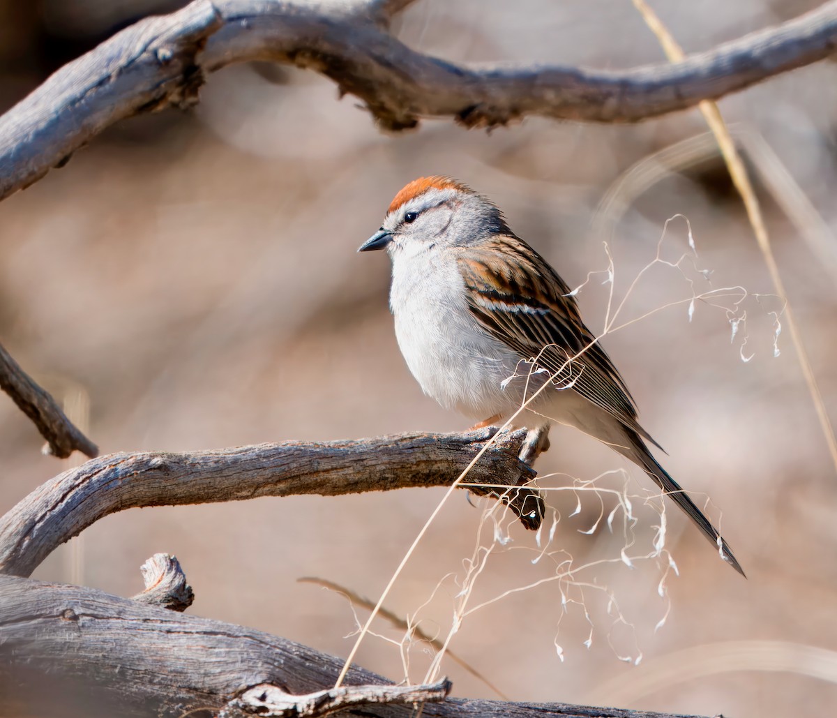 Chipping Sparrow - Julie Schneider