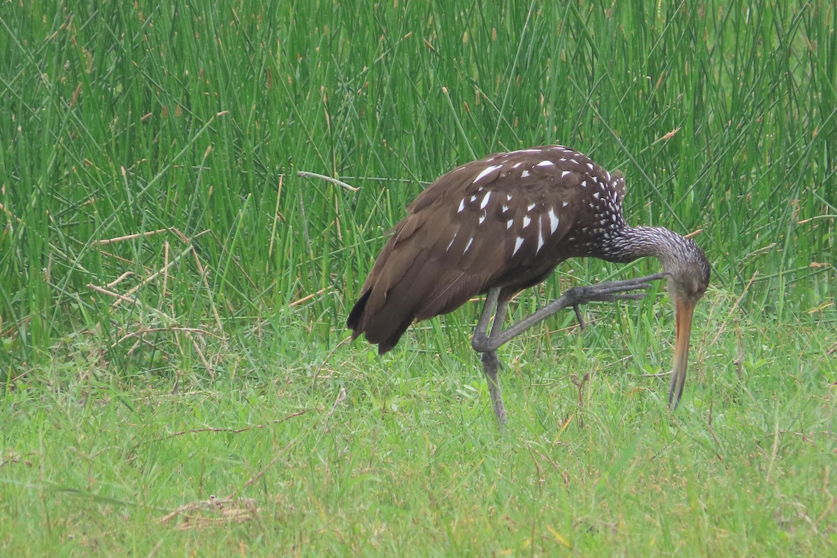 Limpkin - David Brinkman