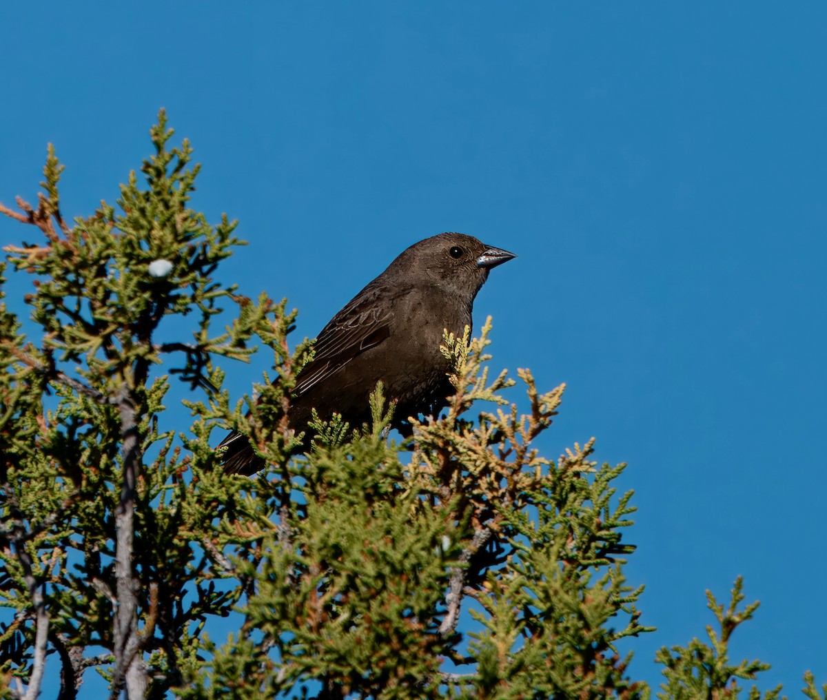 Brown-headed Cowbird - Julie Schneider