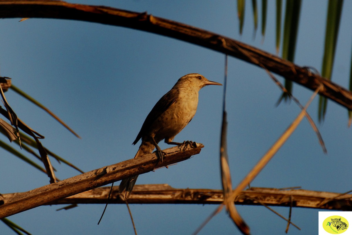 Thrush-like Wren - ML619647004