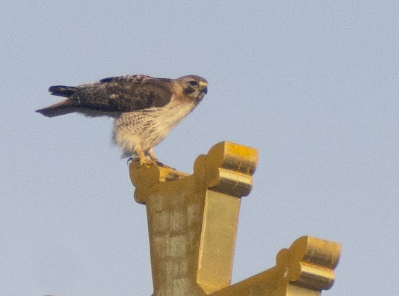 Broad-winged Hawk - Christy Hyman