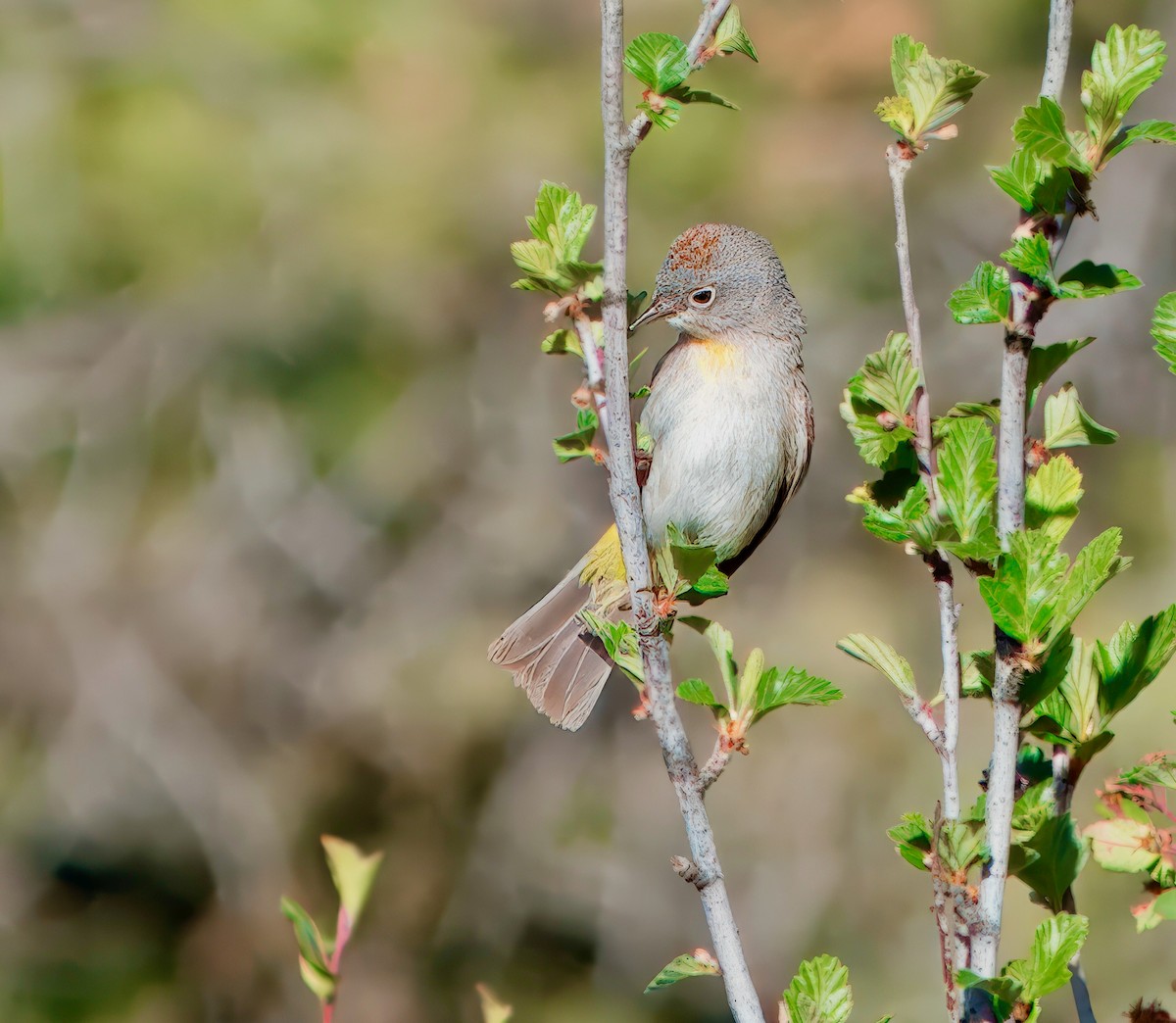 Virginia's Warbler - Julie Schneider