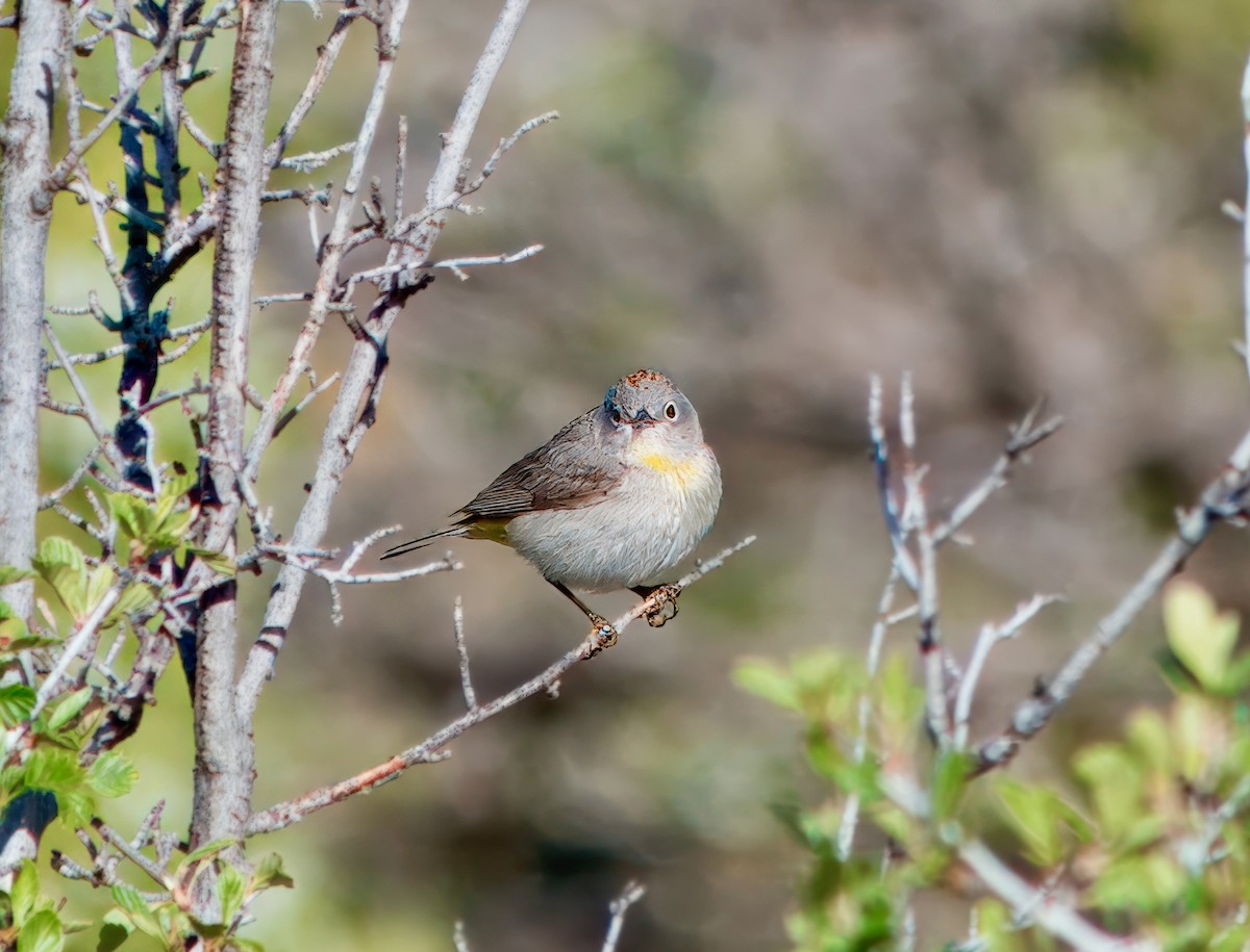 Virginia's Warbler - Julie Schneider