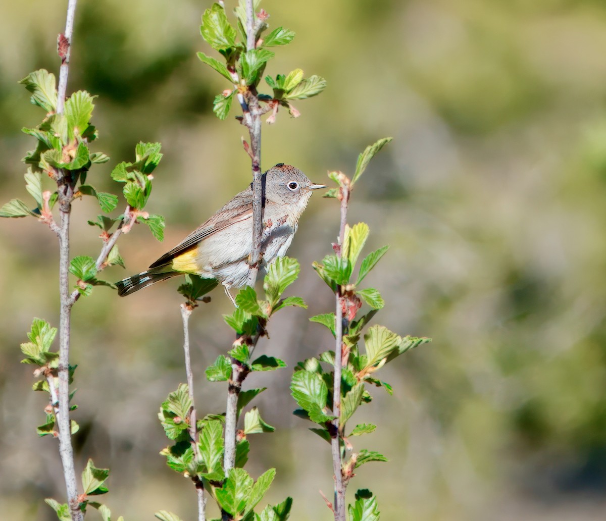 Virginia's Warbler - Julie Schneider