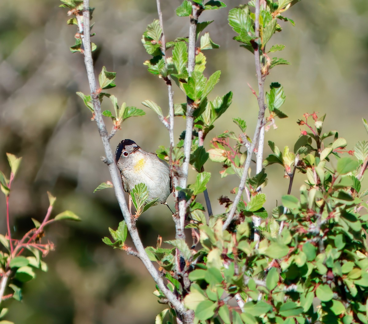 Virginia's Warbler - Julie Schneider