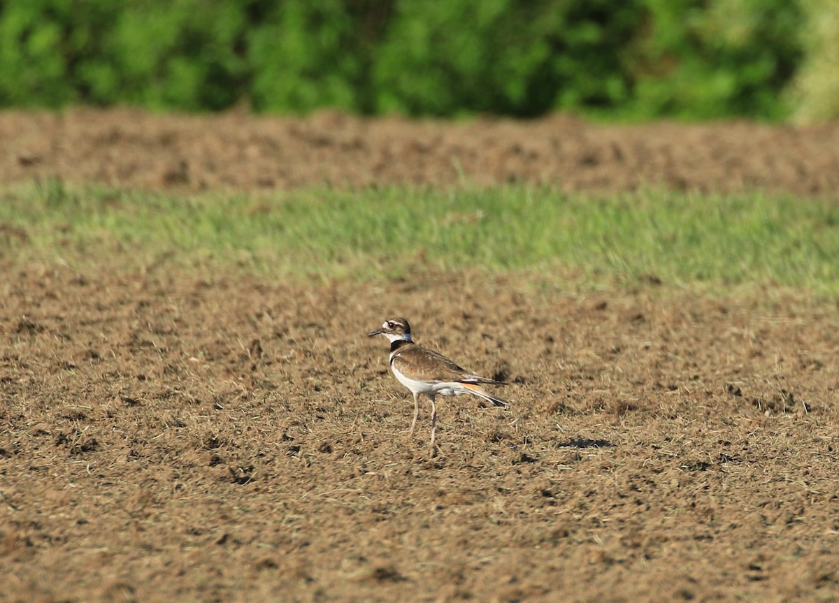 Killdeer - Robert Dixon