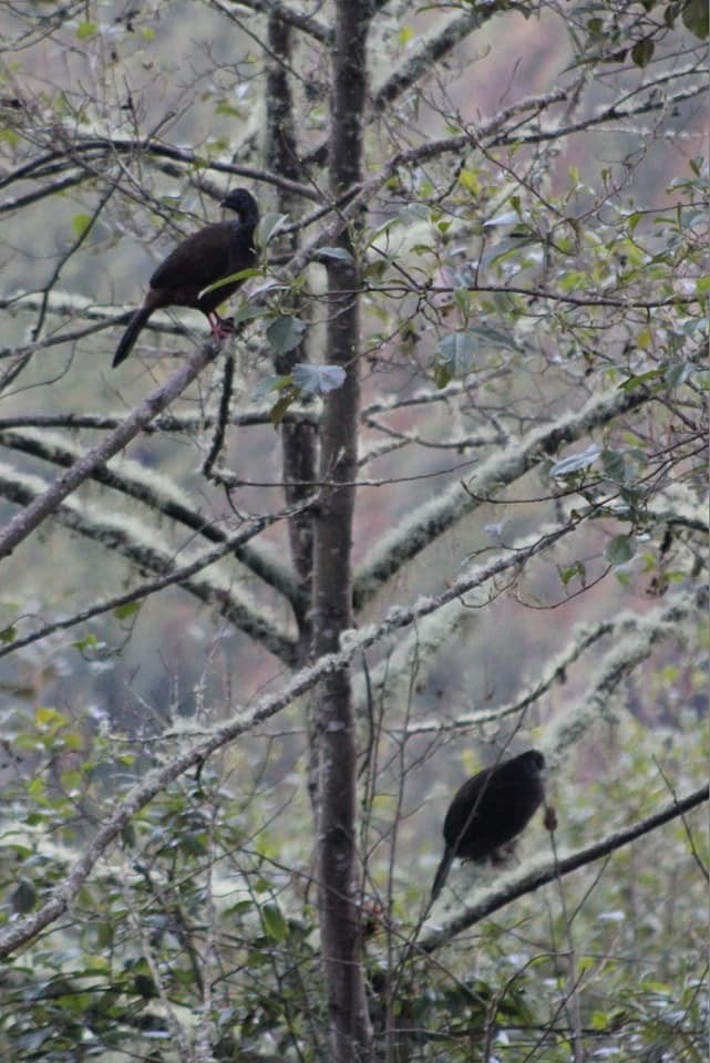 Andean Guan - ML619647019