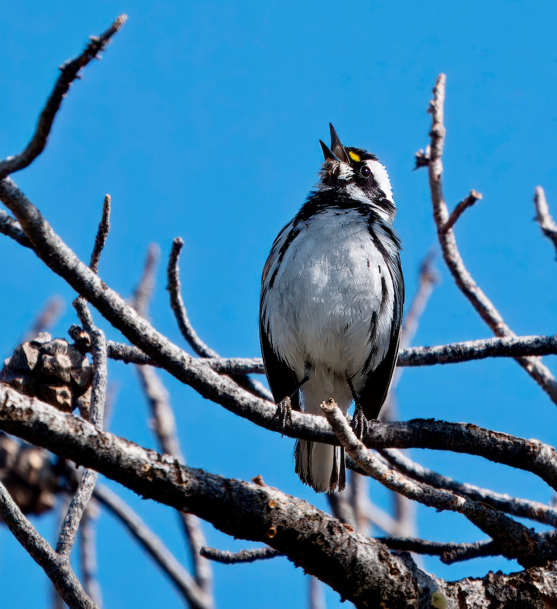 Black-throated Gray Warbler - Julie Schneider