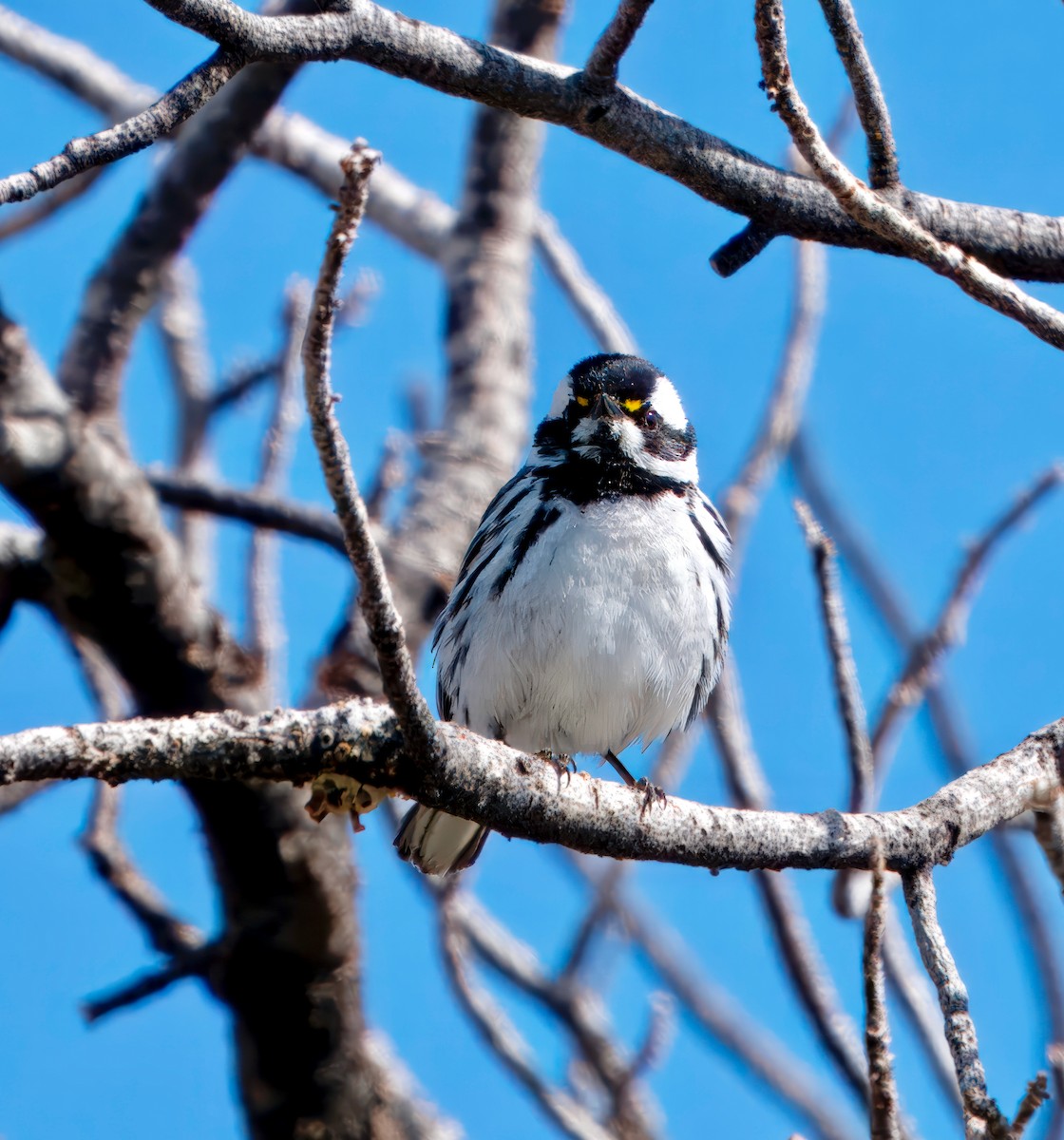 Black-throated Gray Warbler - Julie Schneider