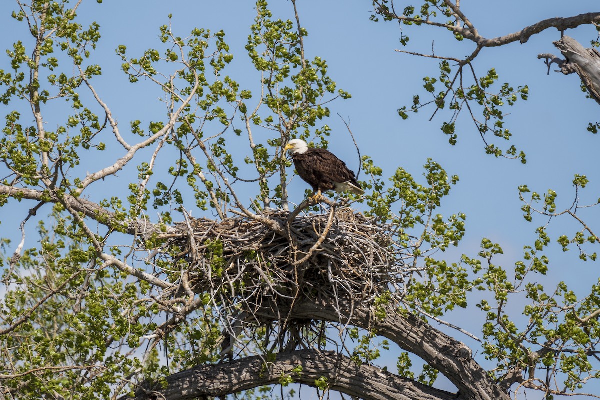 Bald Eagle - ML619647026