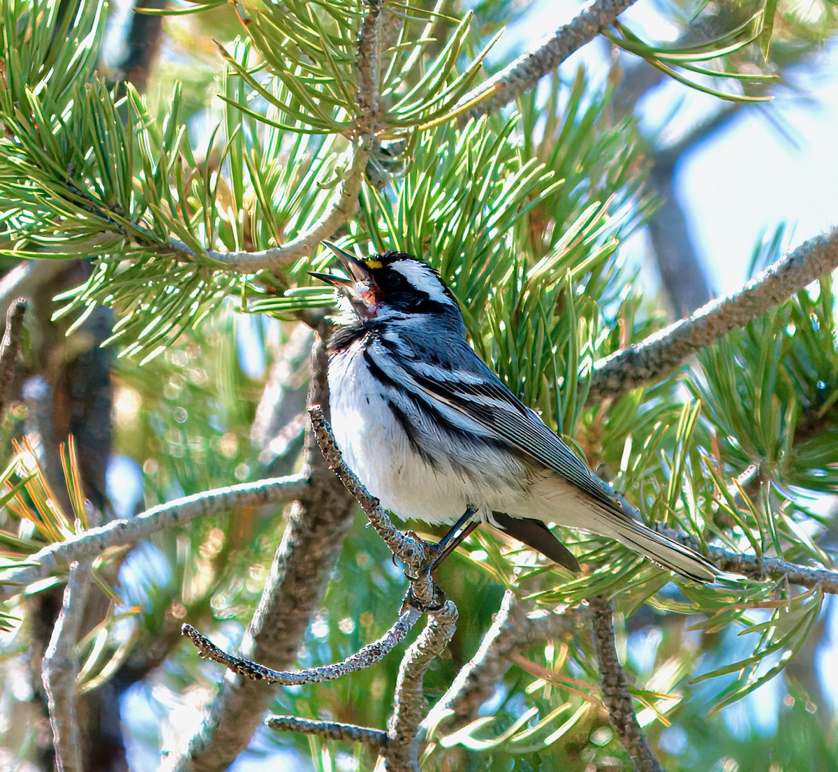 Black-throated Gray Warbler - Julie Schneider