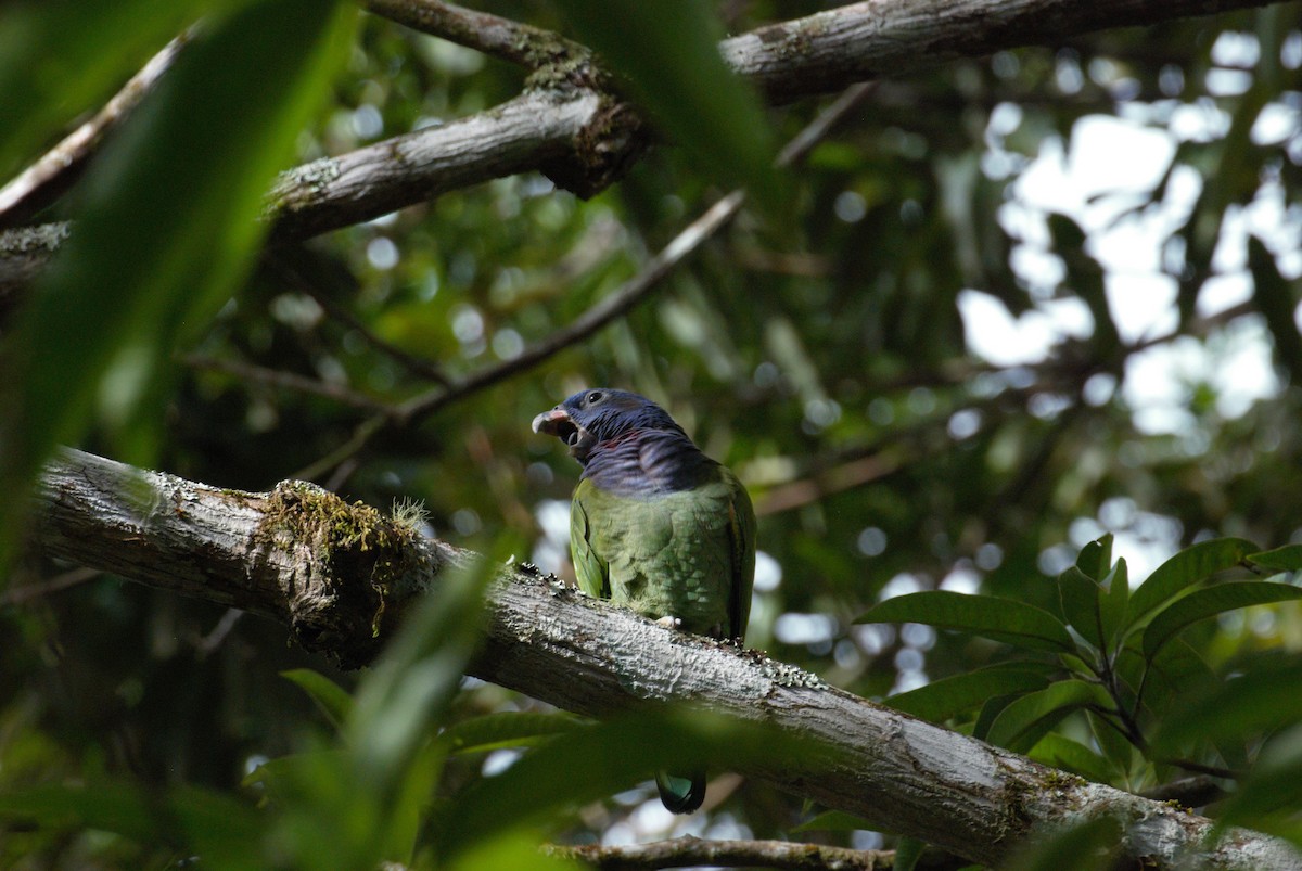 Blue-headed Parrot (Blue-headed) - Aynore Caldas | Tapira Expeditions