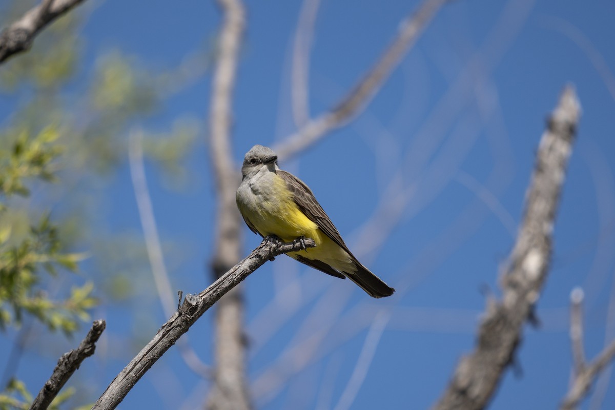 Western Kingbird - Anonymous