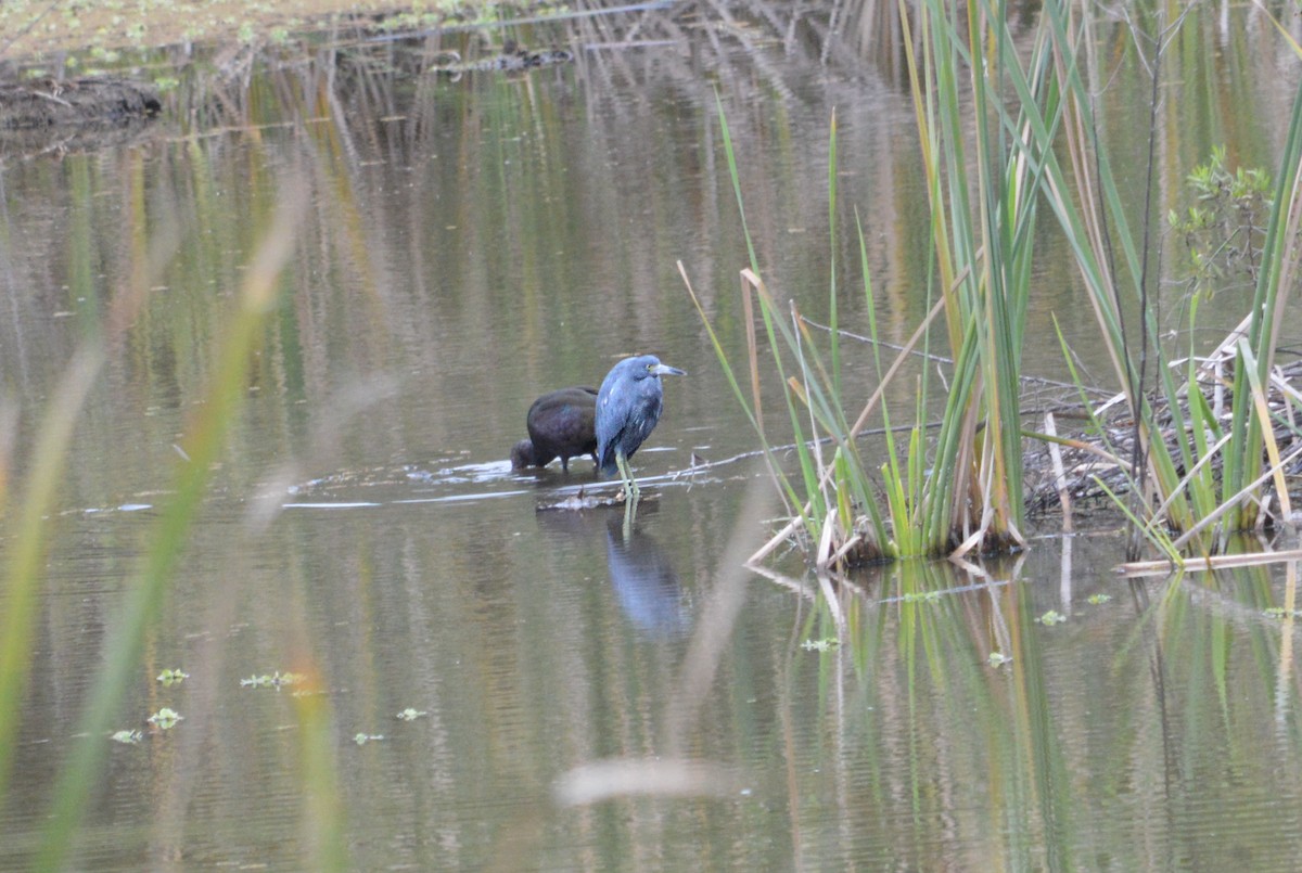 Little Blue Heron - ML619647042