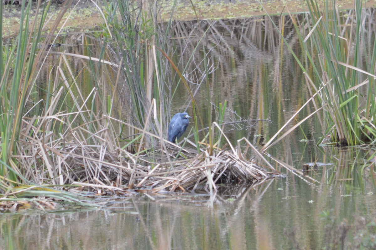 Little Blue Heron - ML619647043