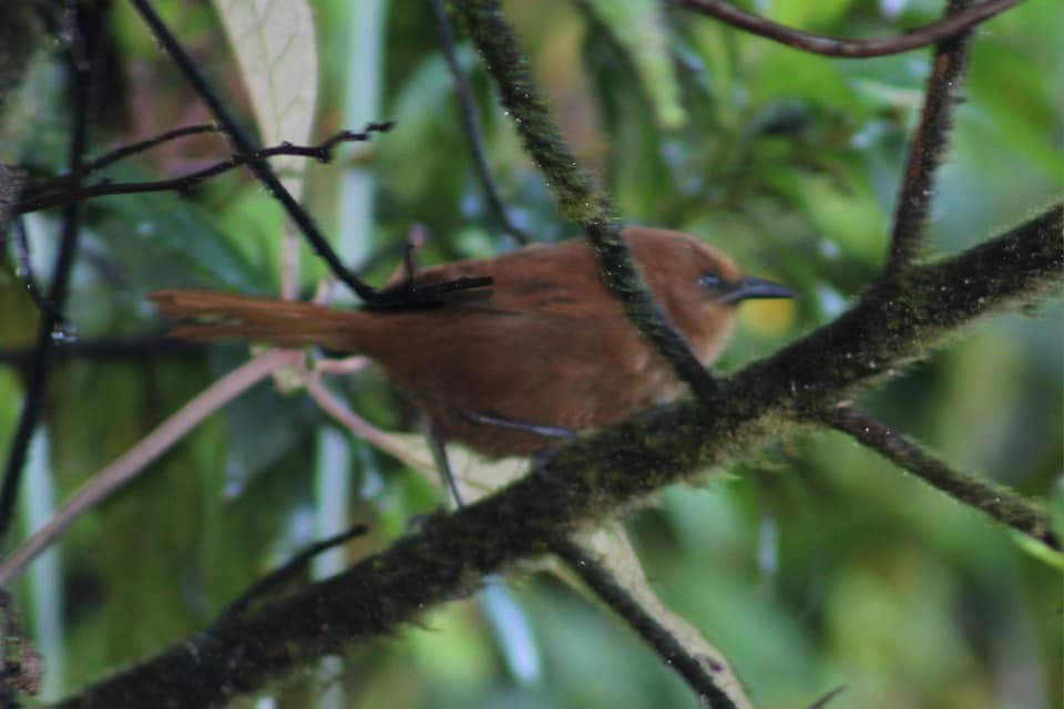 Rufous Wren - David Weaver