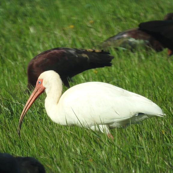 ibis bílý - ML619647062