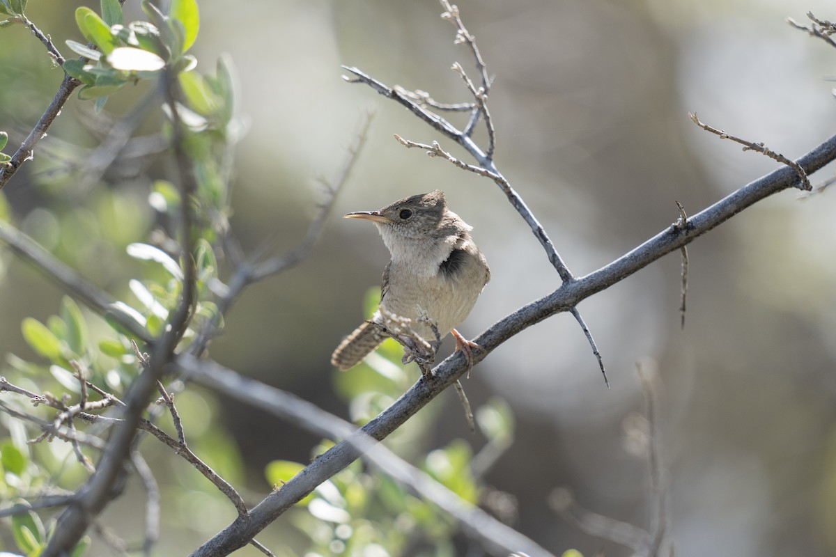 House Wren - Anonymous