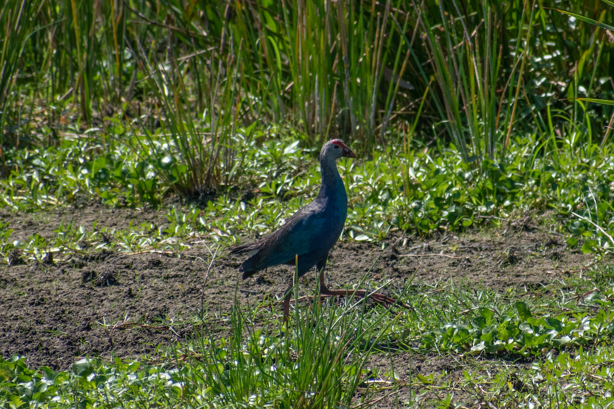 Gray-headed Swamphen - Neil D