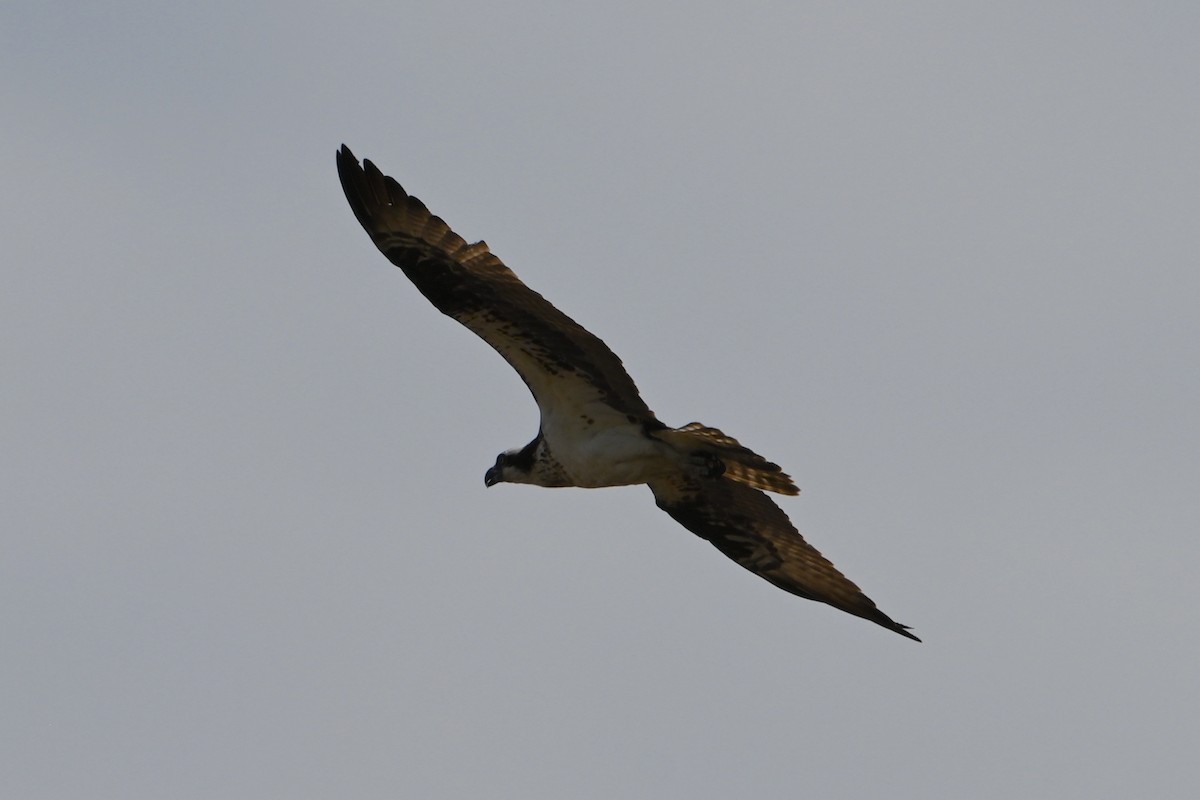 Osprey - ML619647071