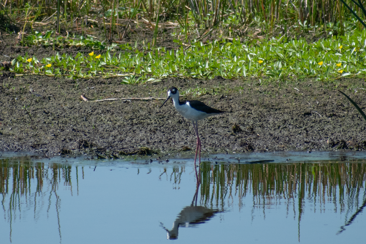 Black-necked Stilt - Neil D