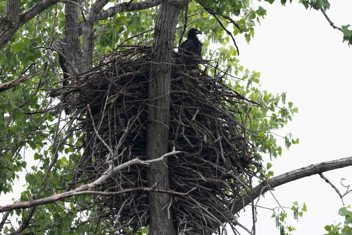 Bald Eagle - Kees de Mooy