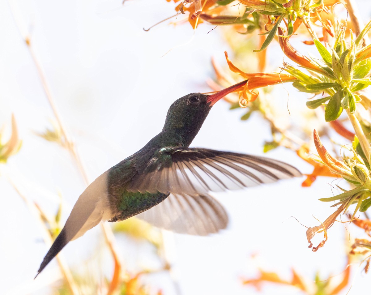 Broad-billed Hummingbird - Allan Spradling