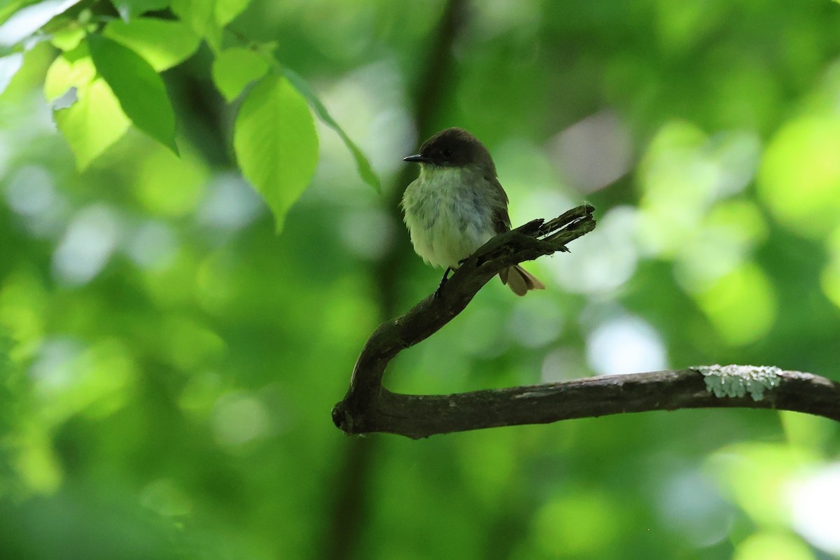 Eastern Phoebe - Darcy Pinotti