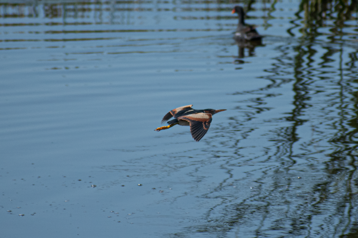 Least Bittern - Neil D