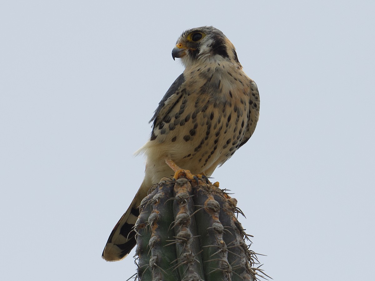 American Kestrel - Michael Tromp