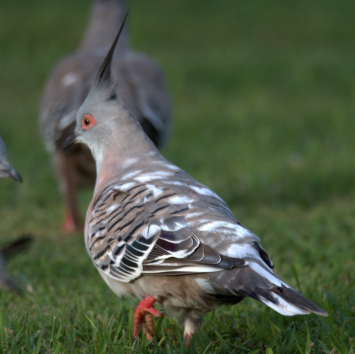 Crested Pigeon - Paul Turner