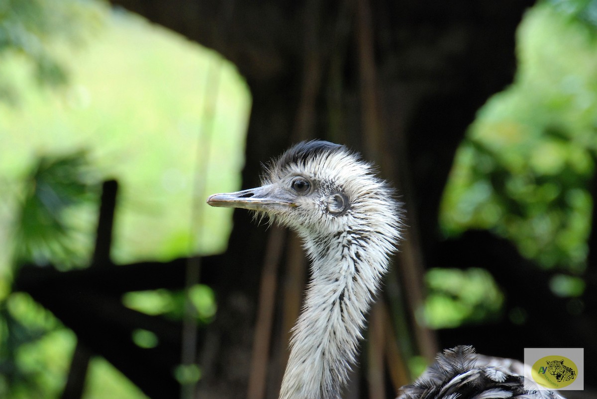 Greater Rhea - Aynore Soares Caldas