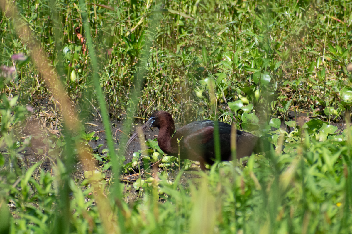 Glossy Ibis - Neil D