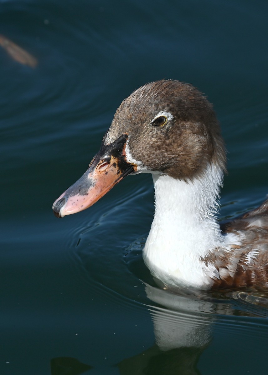 Muscovy Duck x Mallard (hybrid) - ML619647086