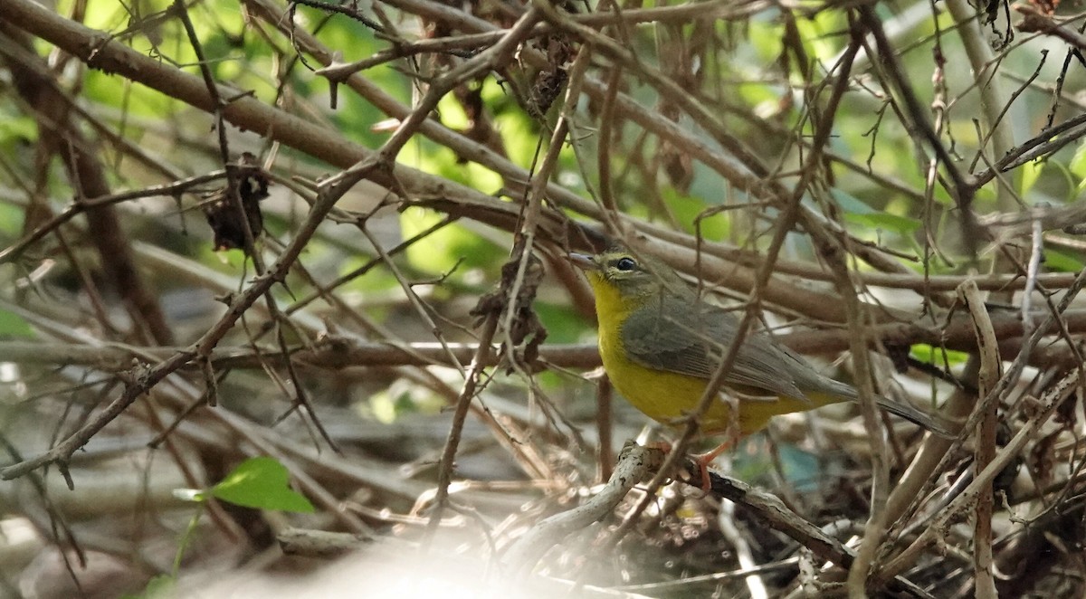 Golden-crowned Warbler - leo wexler-mann