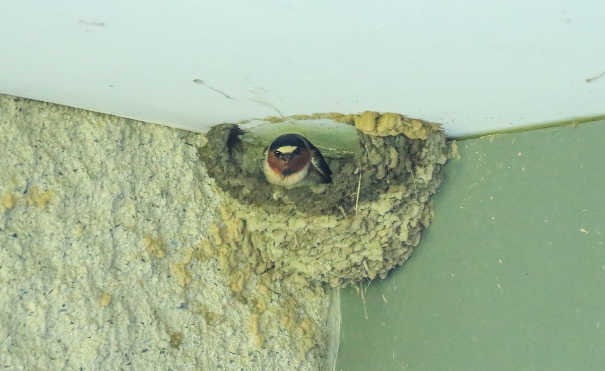 Cliff Swallow - Robert Dixon