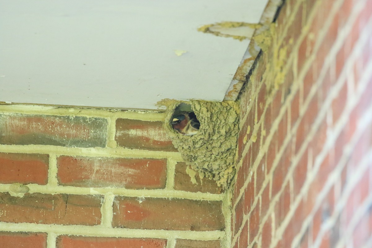 Cliff Swallow - Robert Dixon