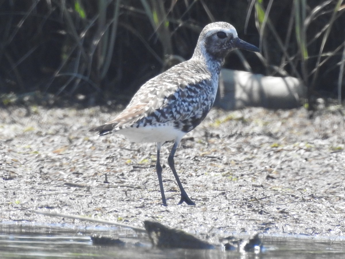 Black-bellied Plover - Fred Shaffer