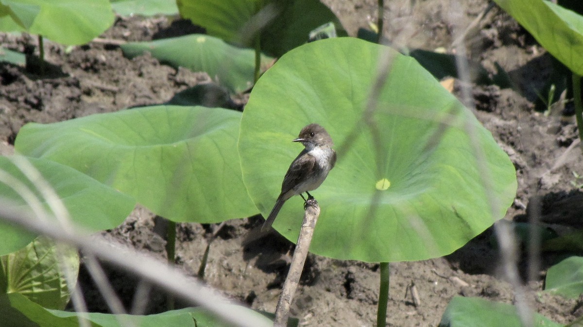 Eastern Phoebe - Sheila Sawyer