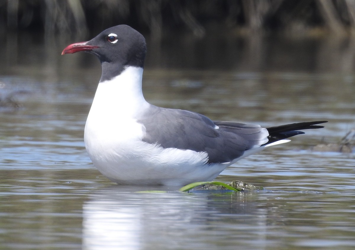 Laughing Gull - Fred Shaffer