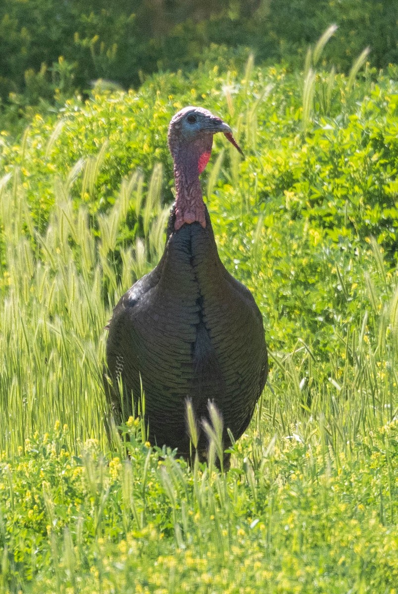 Wild Turkey - Allan Spradling