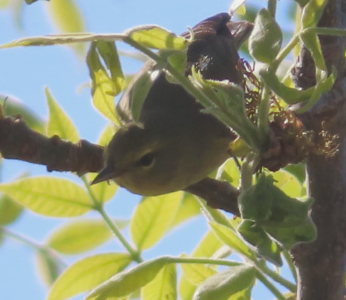 Orange-crowned Warbler - ML619647119