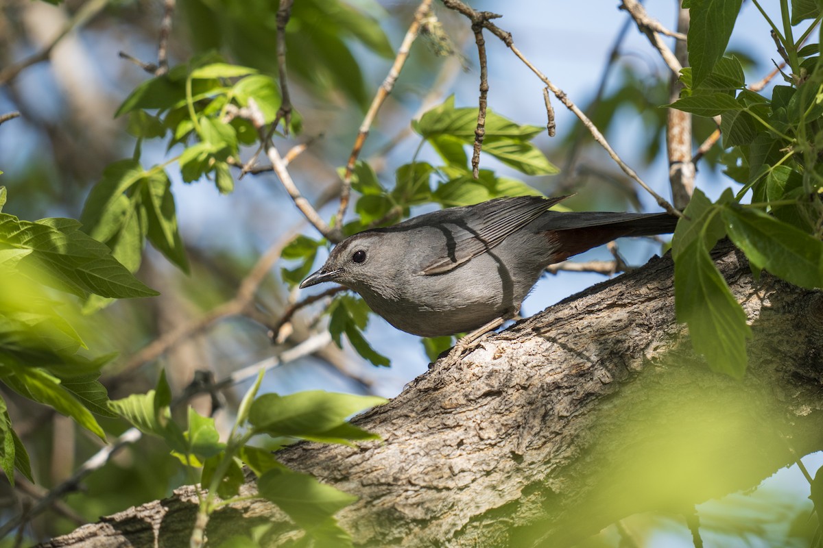 Gray Catbird - ML619647120