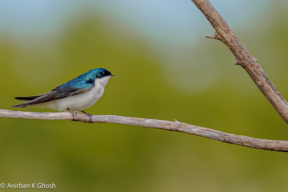 Tree Swallow - ML619647124