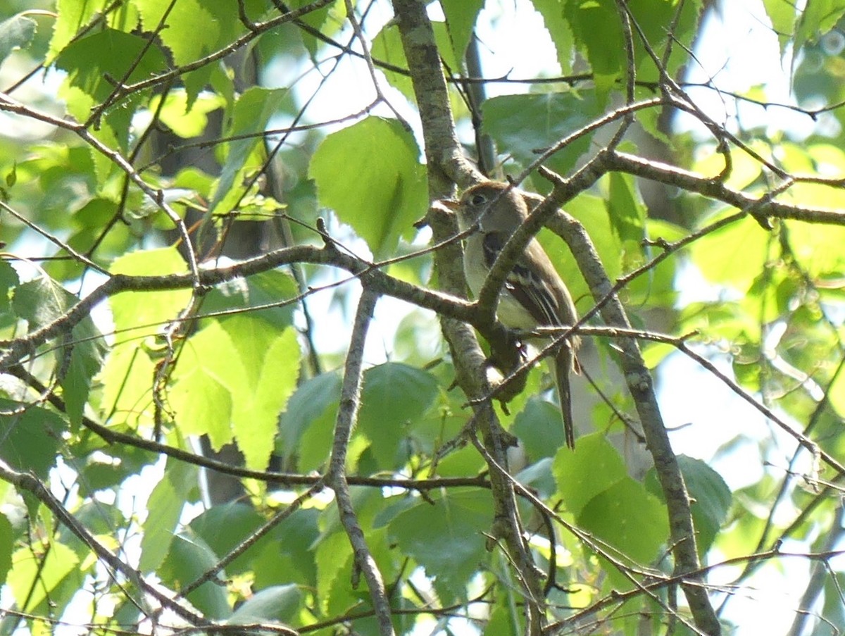 Yellow-bellied Flycatcher - Jim Guion