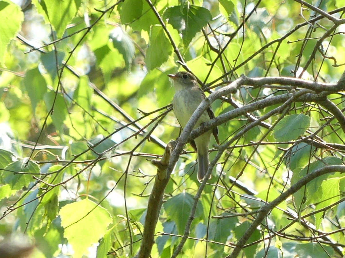 Yellow-bellied Flycatcher - Jim Guion