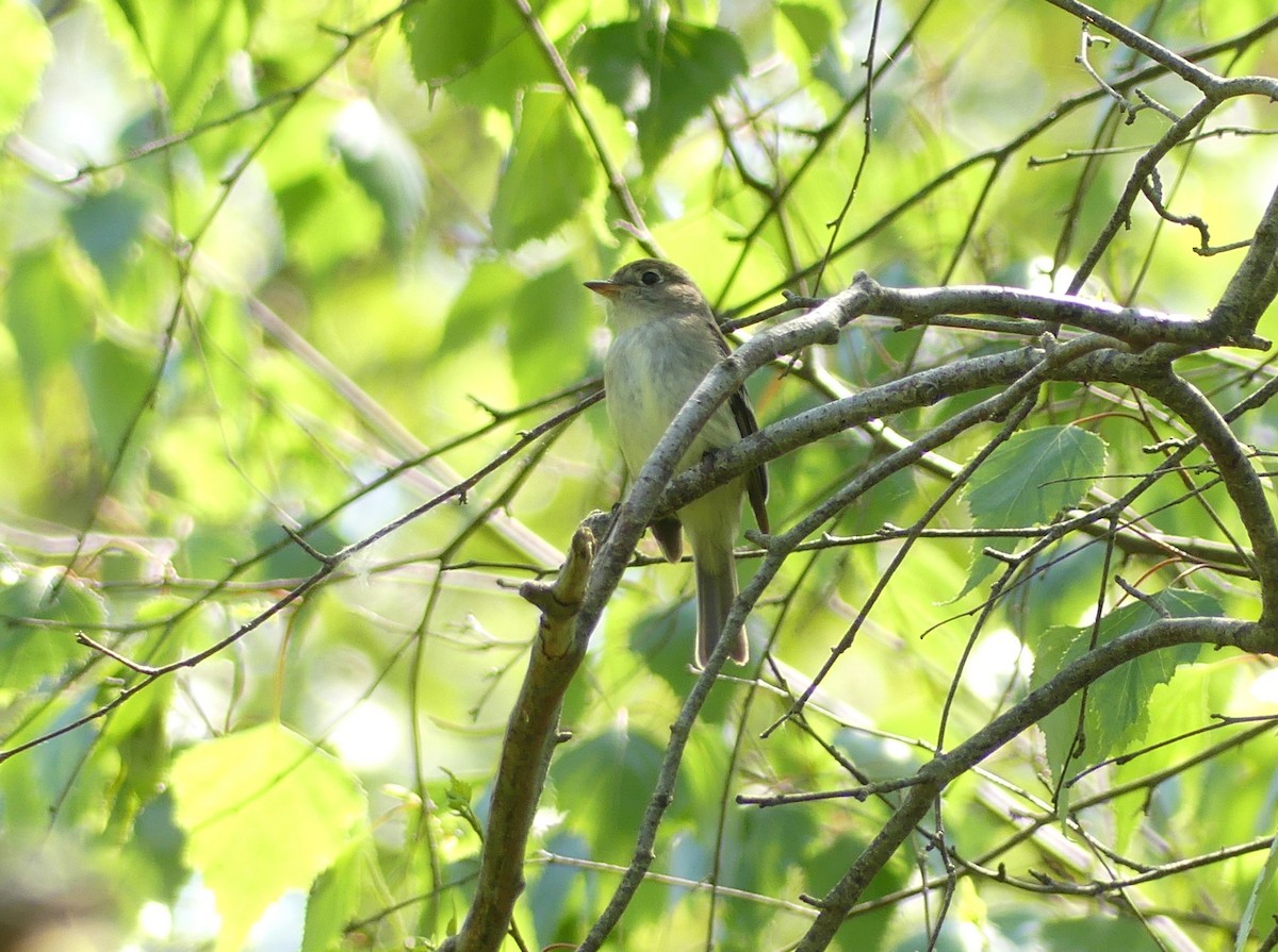 Yellow-bellied Flycatcher - Jim Guion