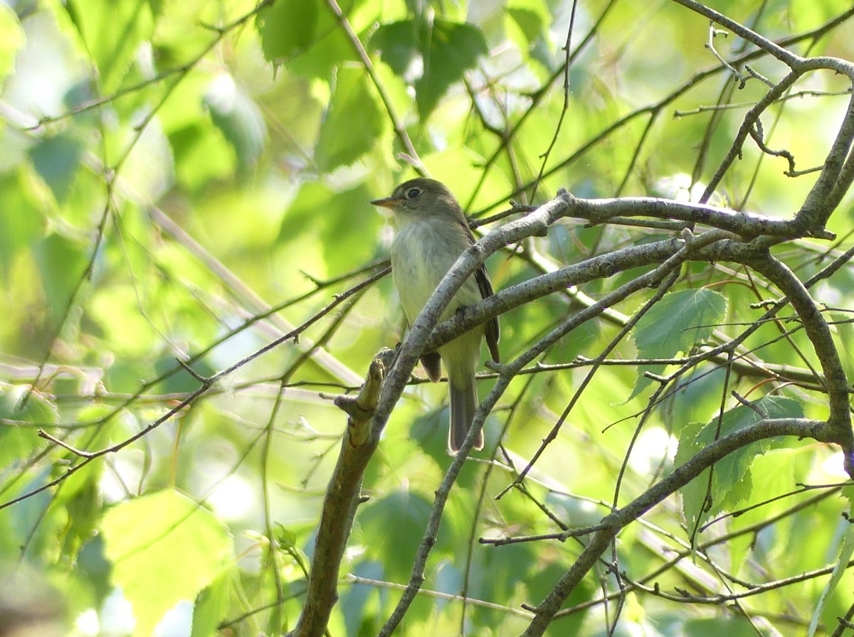 Yellow-bellied Flycatcher - Jim Guion