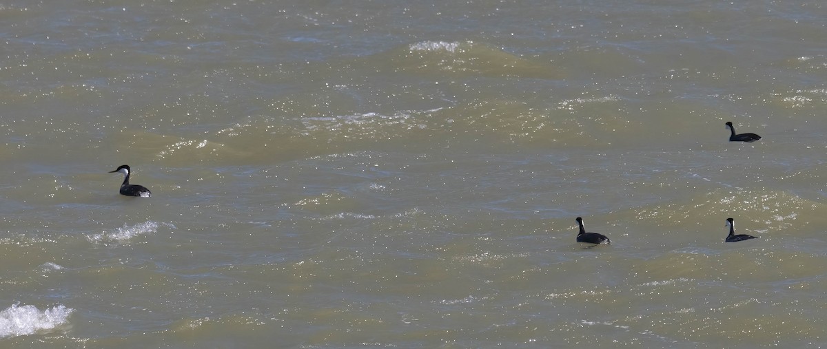 Western Grebe - Bob Foehring